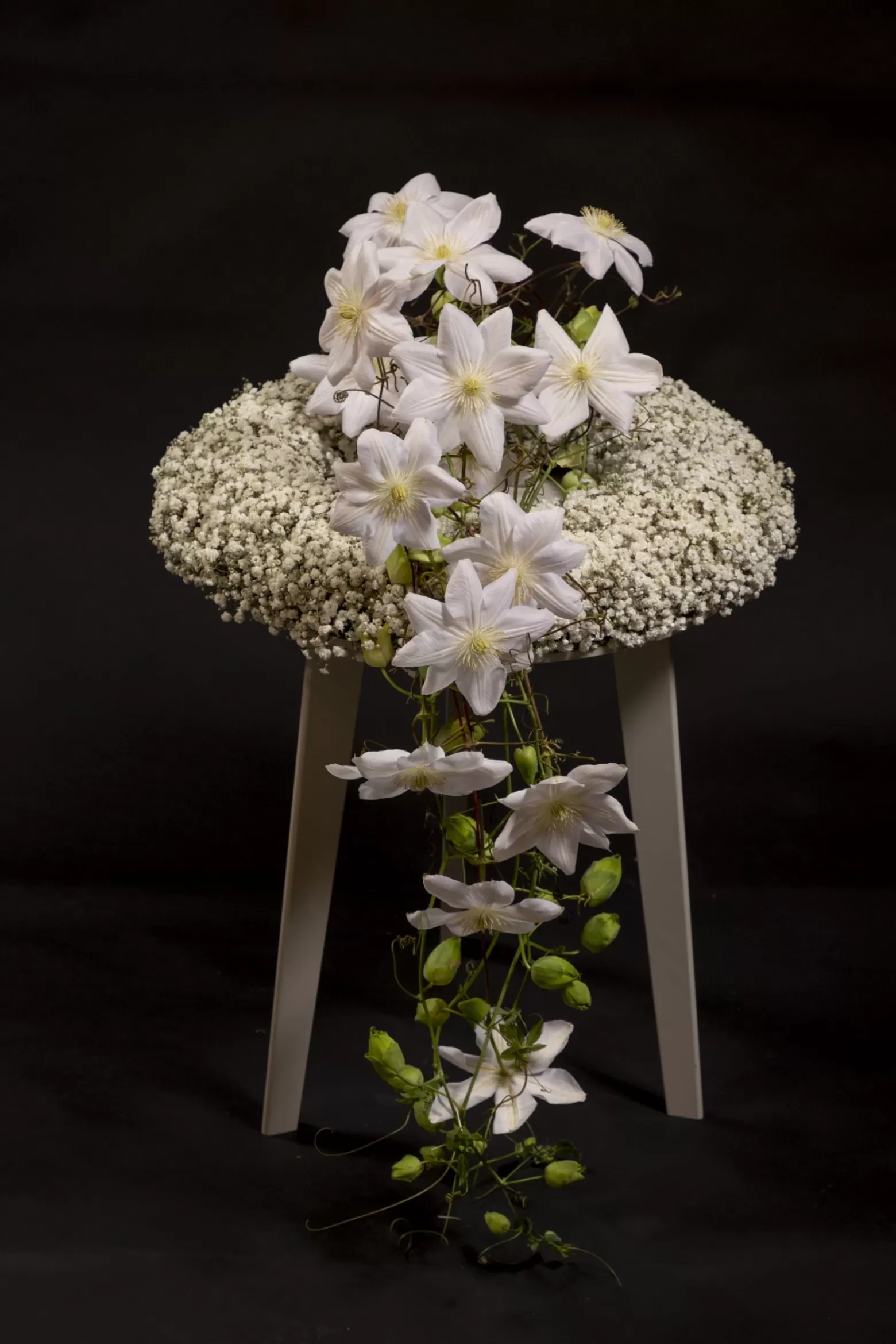 Gypsophila Xlence® | Marginpar
